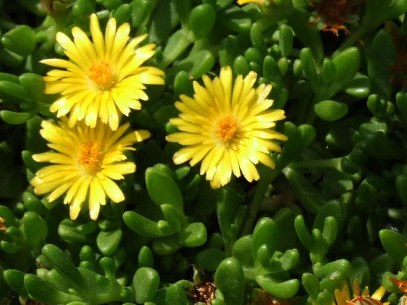 Gold Nugget Ice Plant 72 Plant Plug Flat, Delosperma congestum ‘Gold Nugget’, Bright Fuchsia Blooms, Drought Tolerant Groundcover
