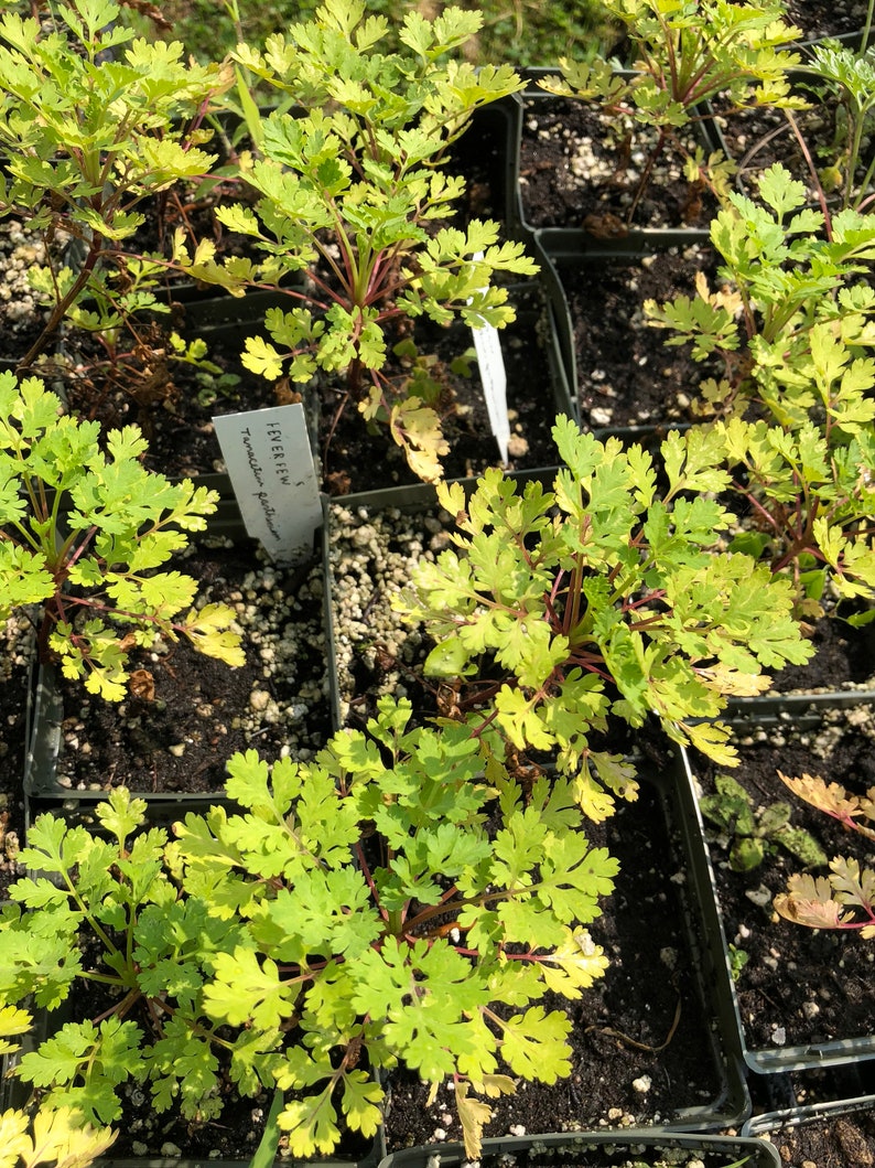 Organic Feverfew Herb Plant in 4" Pot - Tanacetum parthenium, Medicinal Herb for Natural Remedies