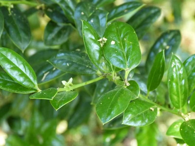 Burfordi Holly Plant 3" Container Ilex Cornuta 'Dwarf Burford' Compact Miniature with Red Berries for Zones 7-9