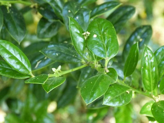 Burfordi Holly Plant 3" Container Ilex Cornuta 'Dwarf Burford' Compact Miniature with Red Berries for Zones 7-9