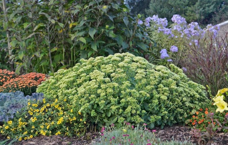 Sedum Lemon Jade 'Rock ‘N Grow'® Quart Pot | Citrion Yellow Blossoms | Perennial Stonecrop | USPP 26,448, Can 5,334
