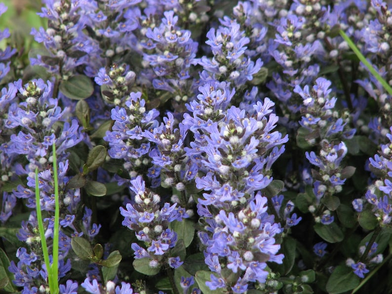 Ajuga Ground Cover Plants - Set of 3 Pots - Chocolate Chip Variety - Blue-Violet Flowers - Ajuga reptans - Full Shade to Sun