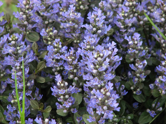 Ajuga Ground Cover Plants - Set of 3 Pots - Chocolate Chip Variety - Blue-Violet Flowers - Ajuga reptans - Full Shade to Sun