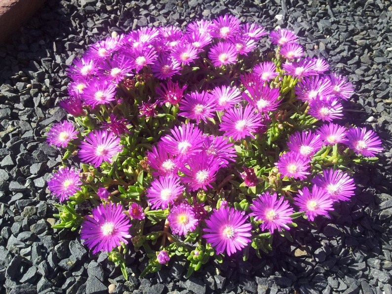 Ice Plant Set of 3 Pots, Fuchsia Flowers, Delosperma cooperi ‘Table Mountain’, Drought-Tolerant Ground Cover, 2-3" Height