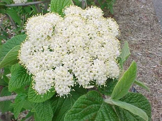 Alleghany Viburnum Plants - 2 Pack - Rhytidophylloides 'Alleghany' - 3" Containers - Attracts Birds & Butterflies