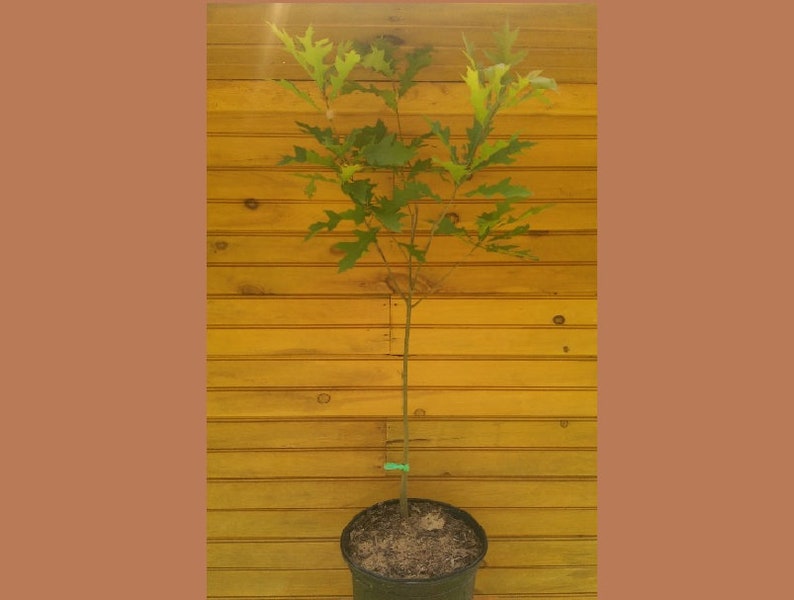 Pin Oak Tree Set of 2 - 6