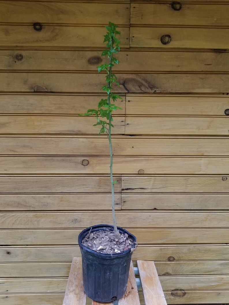 5 Live American Sweet Gum Trees 12"-18" Liquidambar styraciflua - Ornamental Seedling for Wildlife Habitat