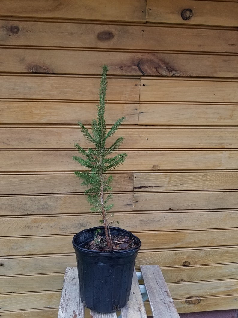 Norway Spruce Trees - 6" to 12" - Picea abies - 5 Live Bare Root Seedlings for Wildlife & Ornamental Use