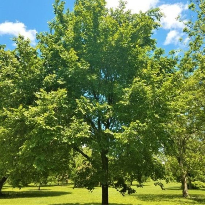 American Elm Quart Pot Plant - Ulmus americana - Hardy Tree for USDA Zones 3-9 - Live Indoor/Outdoor Plant