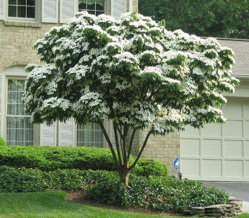 Kousa Flowering Dogwood Quart Pot - Cornus Kousa - Ornamental Tree for Zones 5-9 - Asian Native Plant