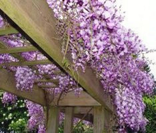 Blue Flowering Wisteria Seedling 2.5” Pot Wisteria Sinensis 12-18” Tall USDA Zone 4-9
