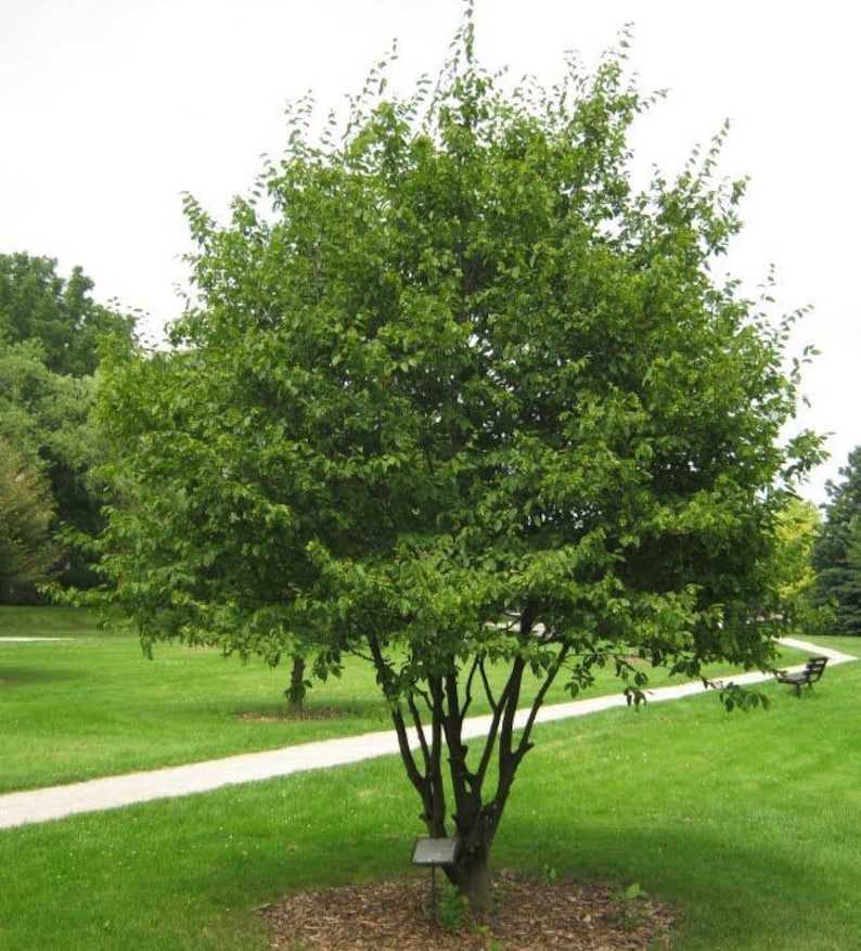 American Hornbeam Tree in Quart Pot - Carpinus caroliniana - Small Tree for USDA Zones 3-9 - Bareroot Shipping Available