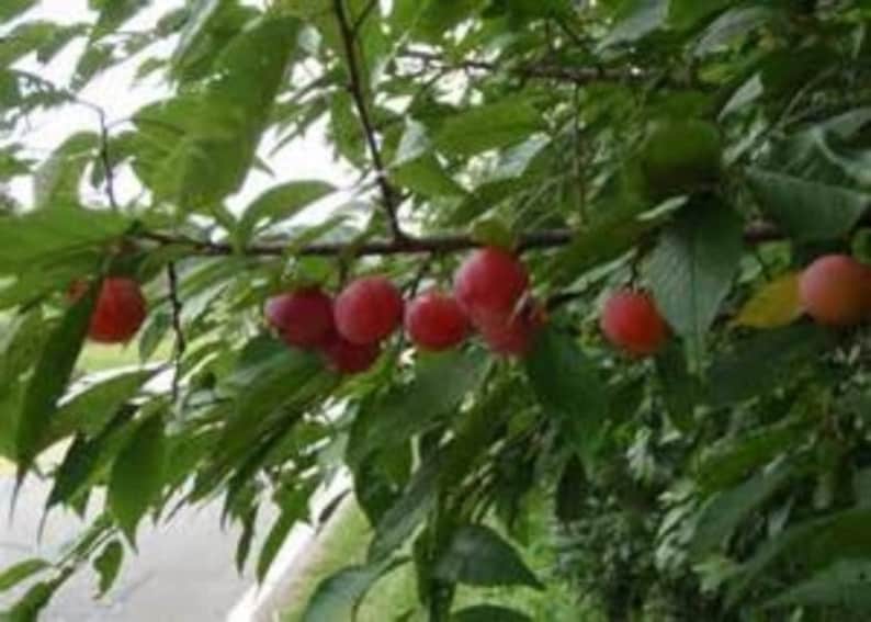 American Plum Trees 3-4' Tall Prunus americana Edible Fruit Two Trees Native to Zones 5-9 Ideal for Gardens and Jam