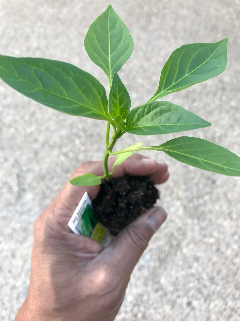 Hungarian Wax Banana Pepper Live Plant Sweet Mild Pepper Vegetable Garden Plant Ready to Grow Home Garden Starter Plant