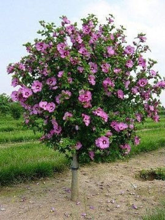 Aphrodite Rose of Sharon Plant in Quart Pot - Hibiscus syriacus - Hardy Flowering Shrub for USDA Zone 6-9