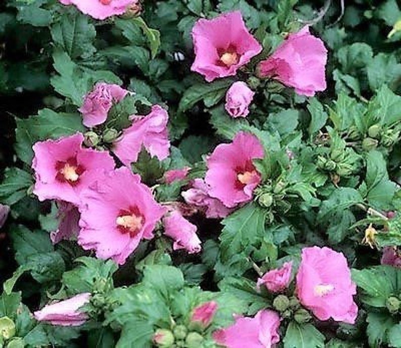 Aphrodite Rose of Sharon Plant - Gallon Pot - Hibiscus syriacus - Flowering Althea for USDA Zones 6-9