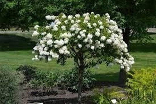 Diana Rose of Sharon Althea Plant in Quart Pot - Hibiscus syriacus - USDA Zones 6-9 - Flowering Shrub for Garden