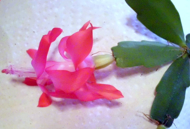 3 Christmas Cactus Cuttings 2-Segment Dark Pink Schlumbergera Bridgesii Unrooted for Rooting and Propagation