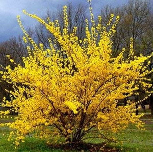 Lynwood Gold Forsythia Shrub - Gallon Pot - Forsythia x intermedia - Deciduous Yellow Flowering Plant for Zones 5-9