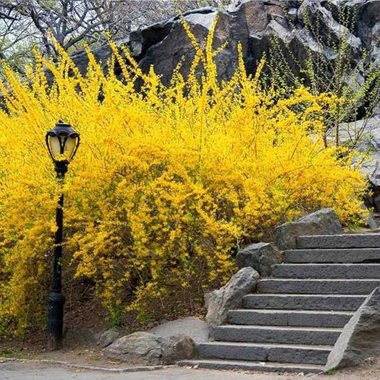 Lynwood Gold Forsythia Plant 4” Pot - Forsythia x intermedia - Deciduous Shrub for USDA Zone 5-9 - Yellow Spring Blooms