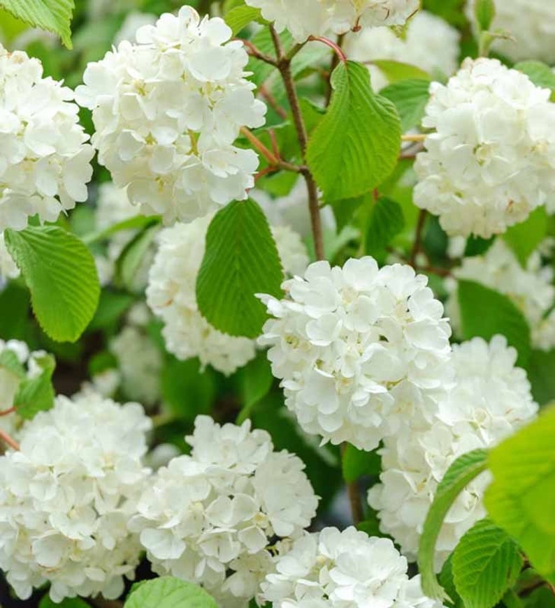 Japanese Snowball Viburnum Plant in 2.5” Pot - Viburnum plicatum, Deciduous Shrub, USDA Zone 4-7, Bare Root Shipping Available