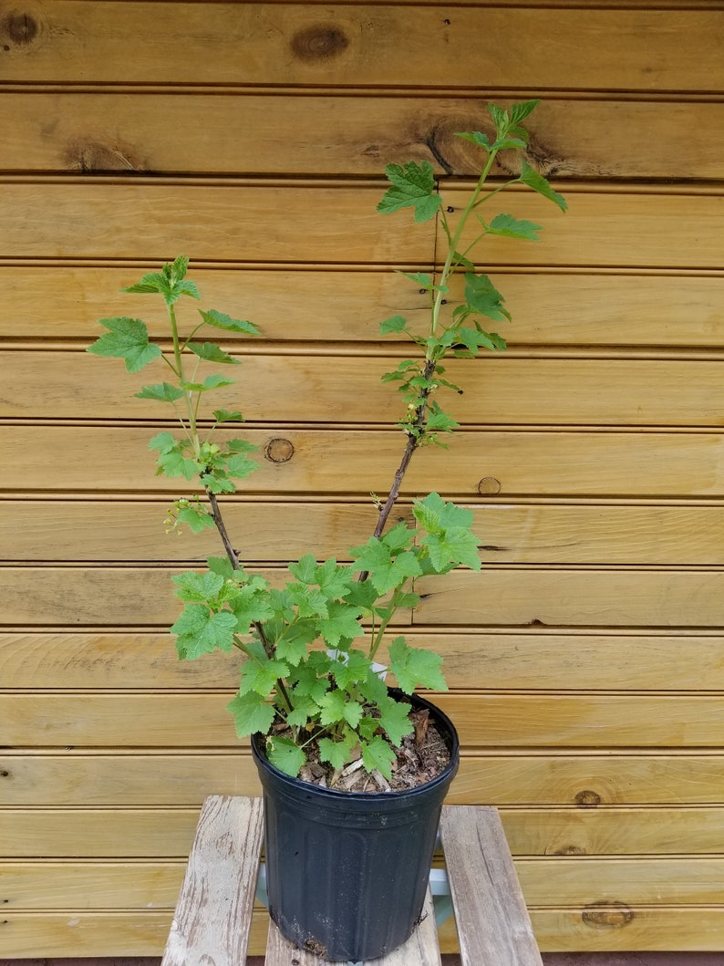 Imperial White Currant Plants – 6" - 12" – Ribes sativum – 2 Live Bushes for Fruit & Ornamentals – Spring Grown