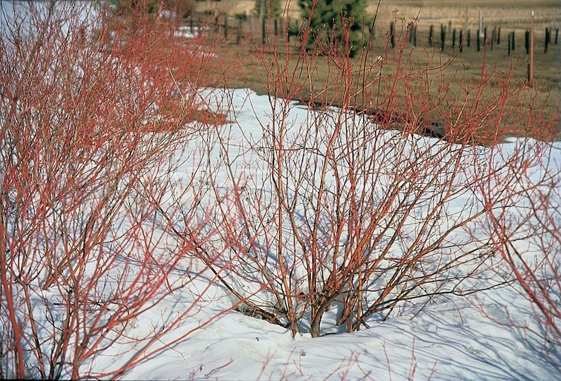 Red Twig Dogwood Shrubs - 2 Pack, 4" Container, Cornus sericea - Hardy, Drought-Tolerant Plants for Zones 2-9