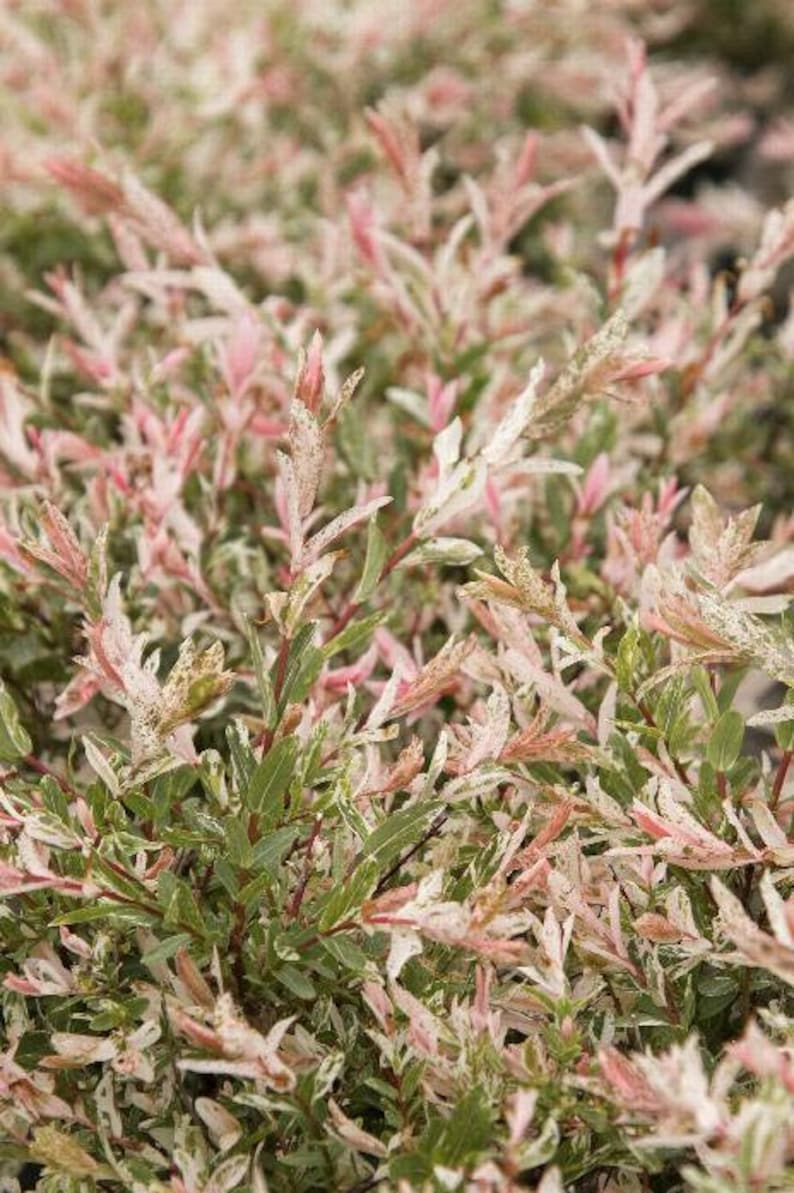 Dappled Willow Plants - 2 Pack, Colorful Foliage, Salix Integra 'Hakuro Nishiki', 2.5" Containers, Zones 4-9