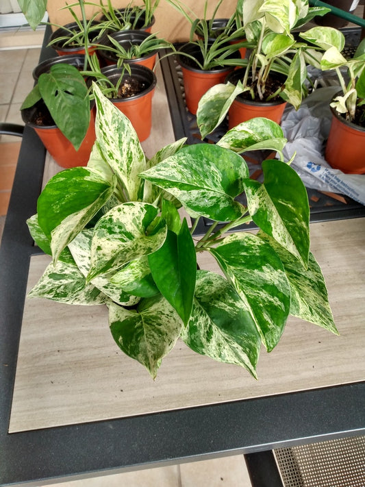 Marble Queen Pothos Cutting 1 Rooted + 1 Free Cutting - Epipremnum aureum for Easy Care Indoor Plant Decor