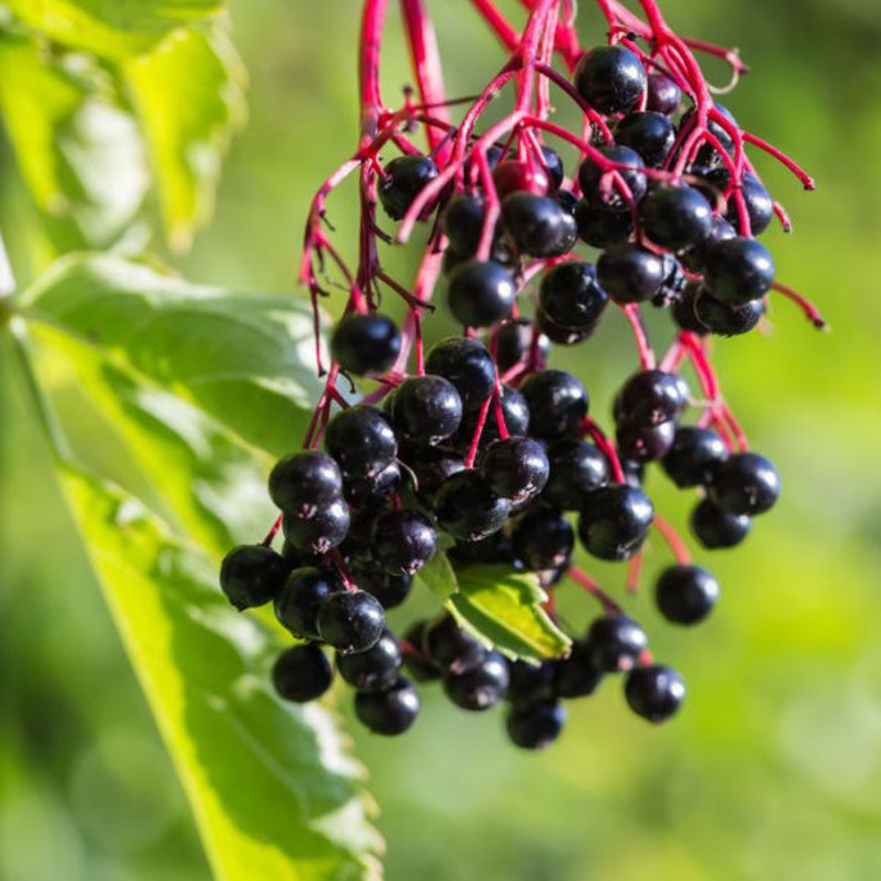 American Black Elderberry Live Plant 1 Quart Pot 'Ranch' Sambucus canadensis - Zones 3-9, Full Sun to Part Shade