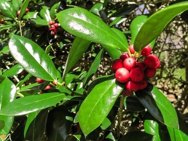 Burfordi Holly Quart Pot Plant - Ilex cornuta - Broadleaf Evergreen Shrub for USDA Zone 6-9 - Bareroot Shipping mid Oct to mid May