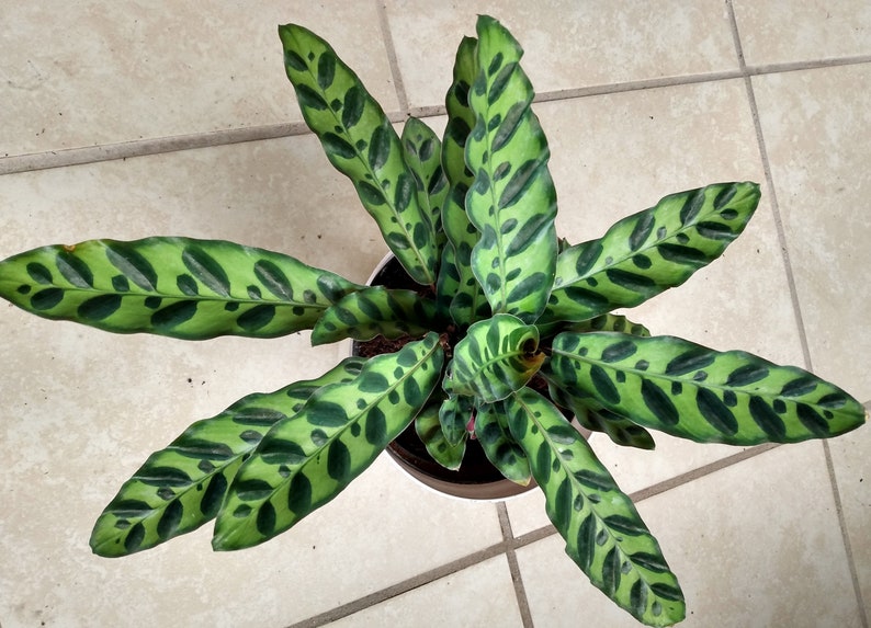 Calathea Lancifolia Plant - Small Rooted Plant, Easy Care Houseplant, Calathea Rattlesnake, Perfect for Indoor Gardening