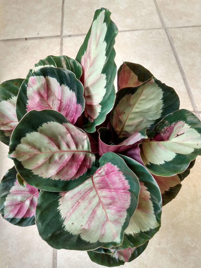 Calathea Dottie Plant - Small Rooted Variety with Free Cutting - Calathea Dottie (Calathea Roseopicta)