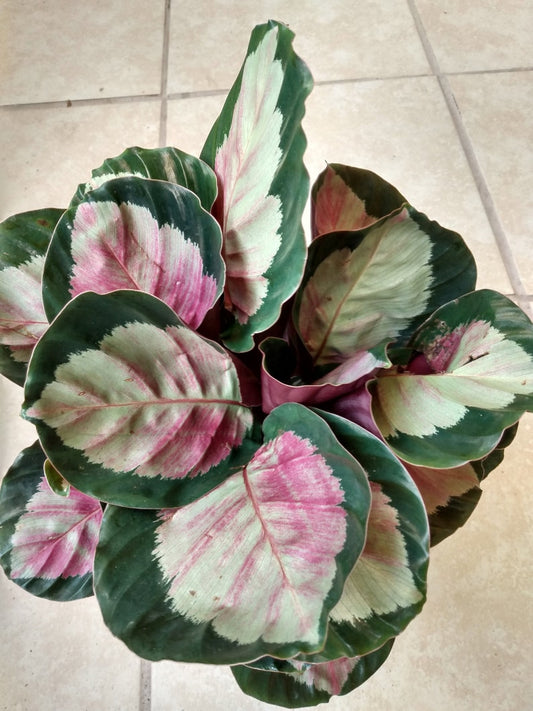 Calathea Dottie Plant - Small Rooted Variety with Free Cutting - Calathea Dottie (Calathea Roseopicta)