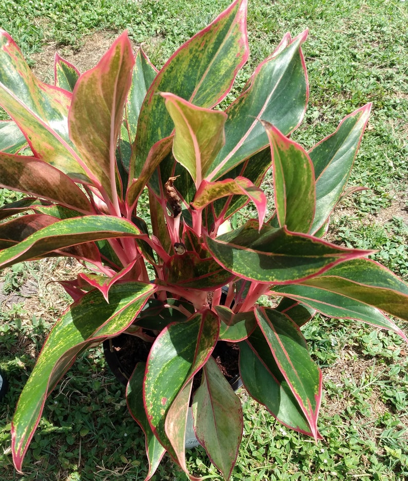 Aglaonema Siam Aurora - 1 Small Rooted Plant with Free Cutting - Firecracker Aglaonema - Low Maintenance Houseplant