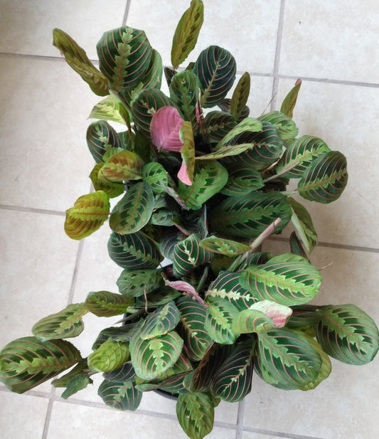 Maranta Leuconeura Red Prayer Plant - Small Rooted Plant + Free Cutting - Easy Care Indoor Plant - Prayer Plant