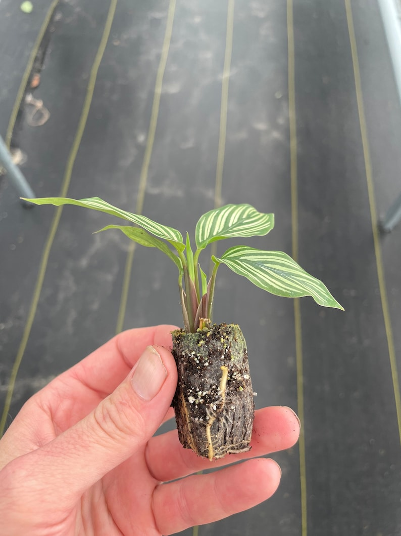 2 Calathea 'Vittata' Starter Plants Bare Root – Goeppertia elliptica 'Vittata'