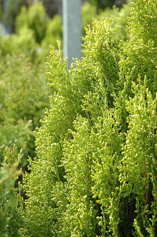 Breckmans Gold Arborvitae Plant - 4-6" Semi-Dwarf, Light Greenish-Yellow Foliage - Thuja occidentalis 'Breckmans Gold'