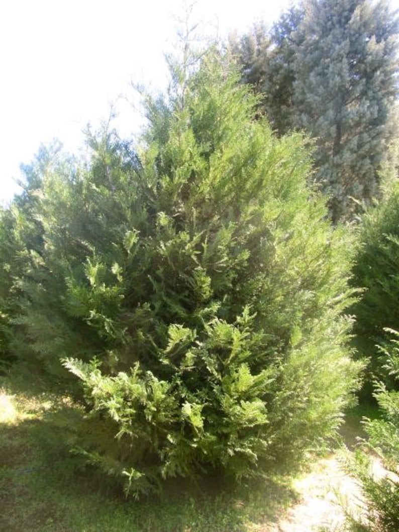 5 Murray Leyland Cypress Shrubs in 3" Containers - Fast Growing Evergreen Hedges (Cupressocyparis leylandii)