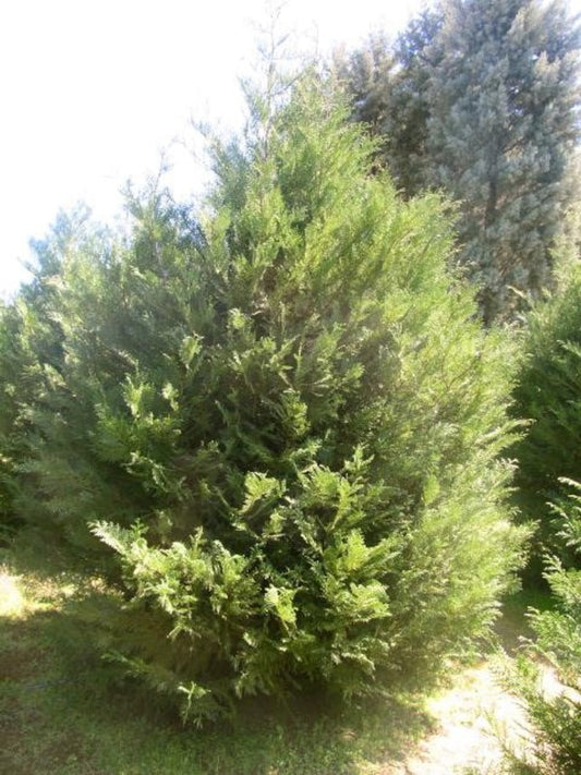 5 Murray Leyland Cypress Shrubs in 3" Containers - Fast Growing Evergreen Hedges (Cupressocyparis leylandii)
