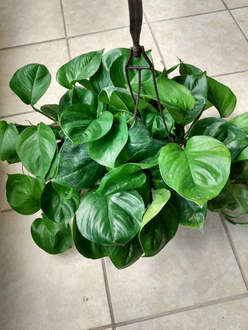 Jessenia Pothos Cutting Set - 1 Rooted Cutting + 1 Free Cutting - Epipremnum aureum - Low Maintenance Houseplant