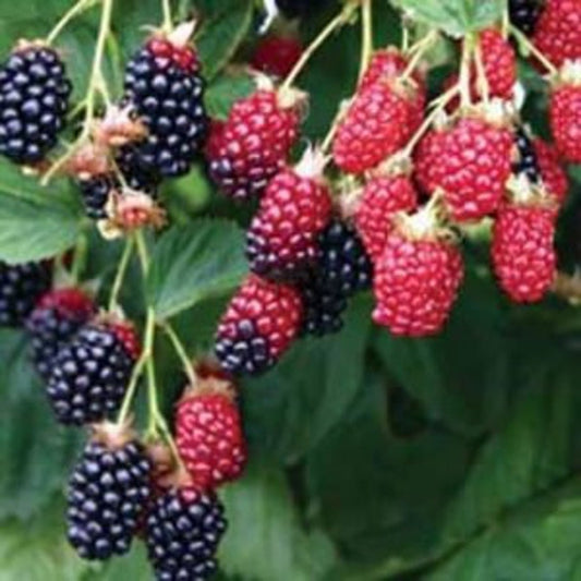 Apache Thornless Blackberry Plant - Jumbo Fruit, Extra Fertile Flowers - Rubus fruticosus - Zones 5-9, 24-36 Inches Tall