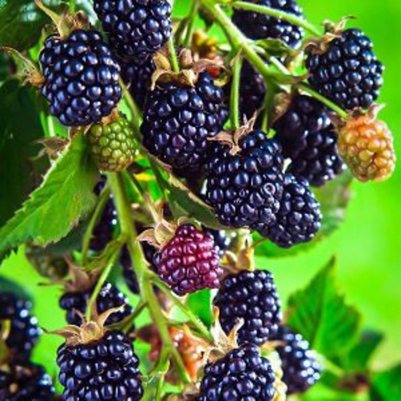 Arapaho Thornless Blackberry Plant - 24-36 Inch - Disease Resistant, Early Season, Rubus fruticosus