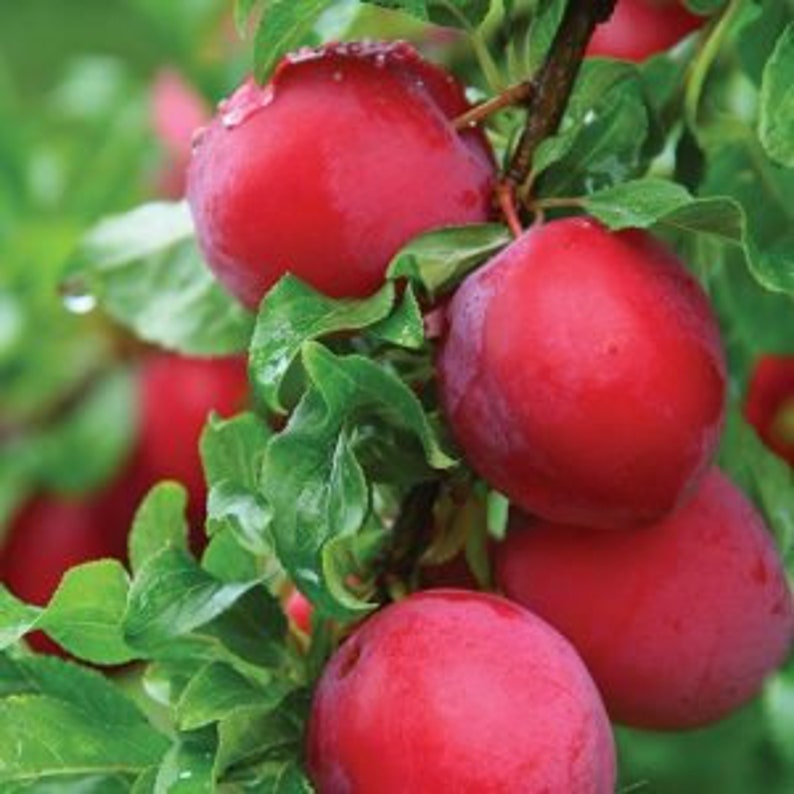 Bruce Plum Tree 24-36 Inches Early Season Large Red Fruits Prunus salicina
