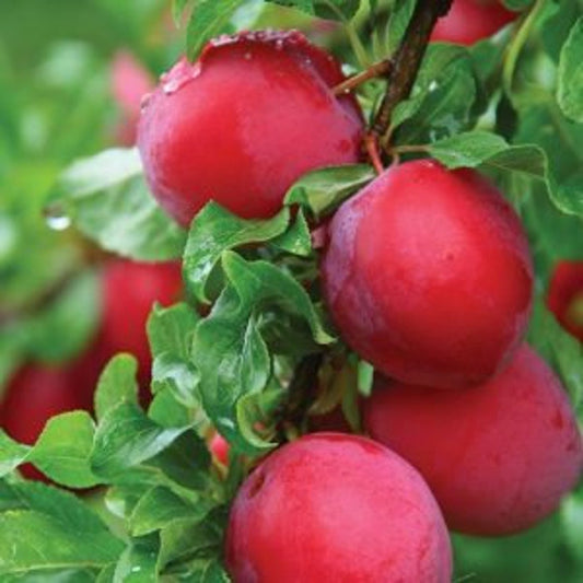 Bruce Plum Tree 24-36 Inches Early Season Large Red Fruits Prunus salicina