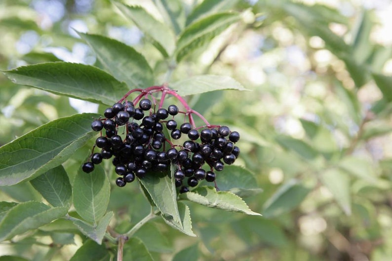 Adam's Elderberry Tree 24-36" | Purple Fruit | Sambucus nigra | Semi-Sweet, Healing Benefits, Great for Pie, Needs Pollinator