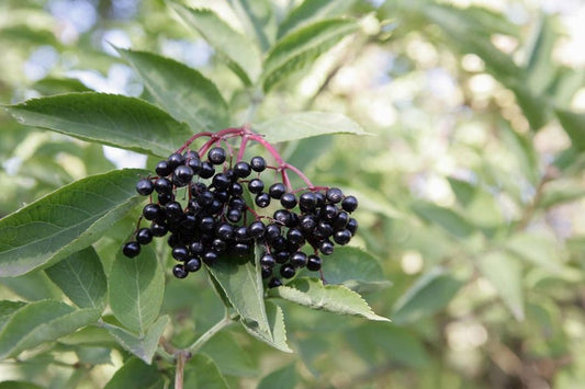 Adam's Elderberry Tree 24-36" | Purple Fruit | Sambucus nigra | Semi-Sweet, Healing Benefits, Great for Pie, Needs Pollinator