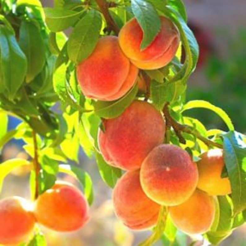 Peach Tree - Self-Fertile - Belle of Georgia Variety - Prunus persica - Mid-Late Season Fruit - Zones 5-8 - Bacterial Spot Resistant