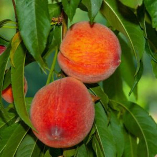 June Gold Peach Tree - 24-36 Inches - Yellow-Flesh Clingstone - Prunus persica - Disease Resistant, Vigorous Growth, Zones 5-9