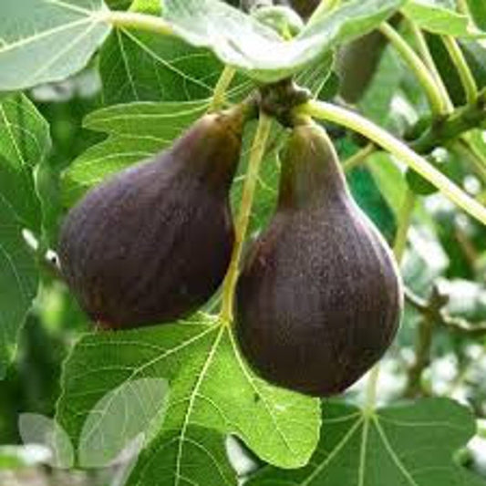 Brown Turkey Fig Tree - 24-36 Inches - Reddish-Brown Fruit - Ficus carica - Hardy Mid Season Variety